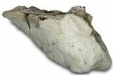 Dinosaur (Triceratops) Bone Section - Montana #316464-1